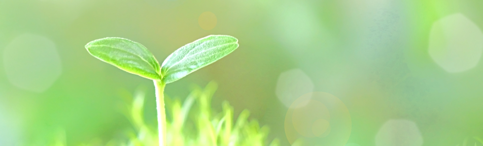 植物の画像